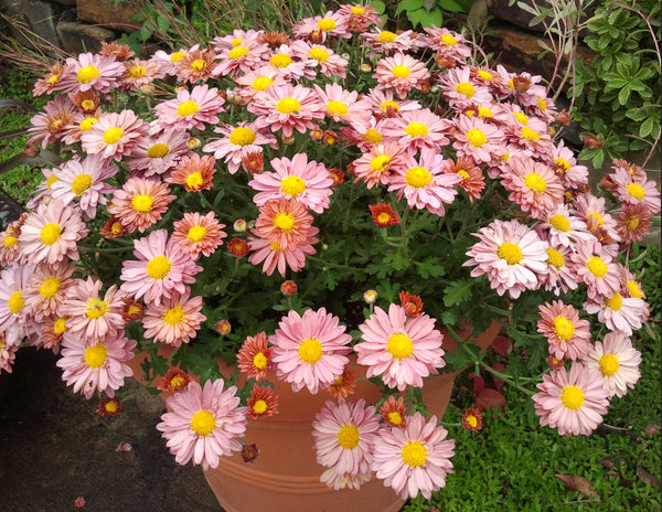 Hardy Mammoth Mum - Coral
