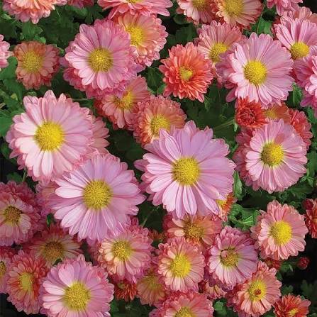 Hardy Mammoth Mum - Coral