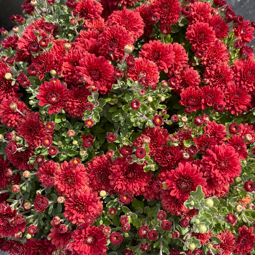 Radiant Red Potted Garden Mum – Flourish Farmette