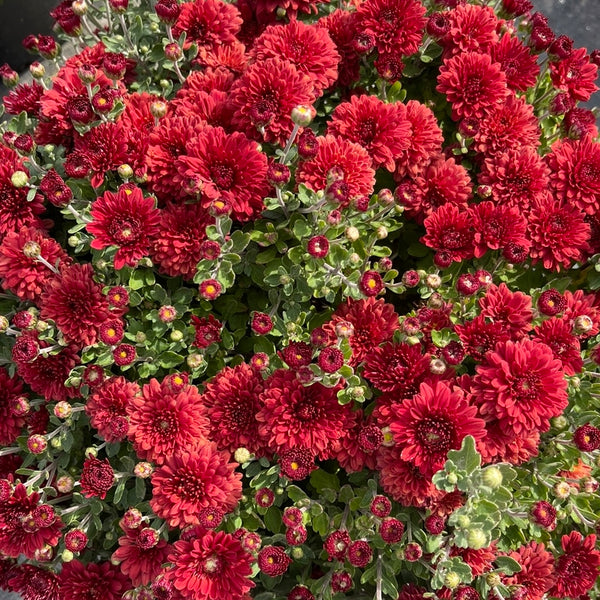 Radiant Red Potted Garden Mum