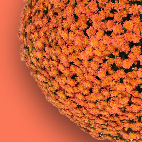 Jacqueline Orange Fusion Potted Garden Mum