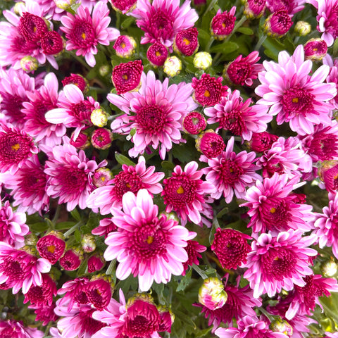 Lively Bicolor Pink Potted Garden Mum