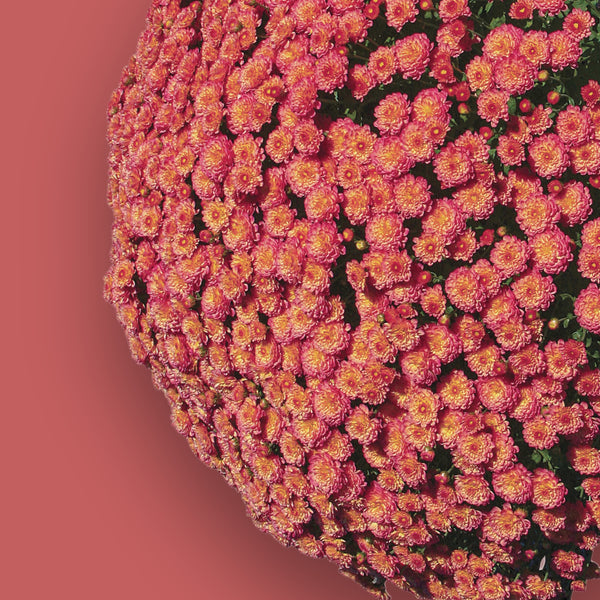 Gigi Coral Garden Mum