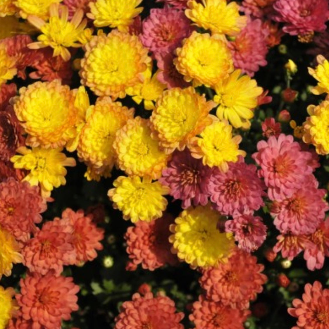 Indian Summer Mumbo Trio Potted Garden Mum