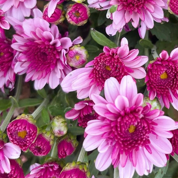 Lively Bicolor Pink Potted Garden Mum