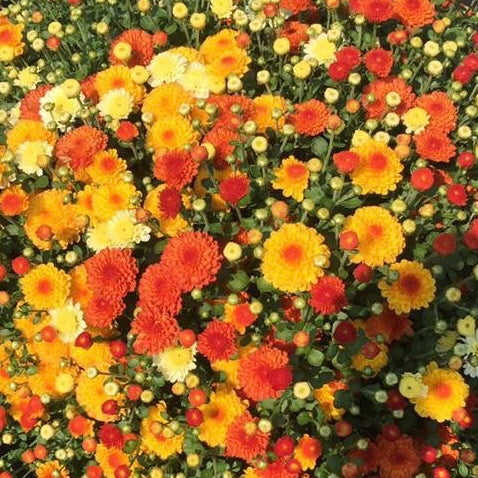 Gigi Candy Corn Mumbo Trio Potted Garden Mum