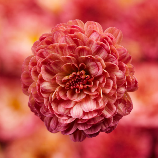 Gigi Coral Garden Mum
