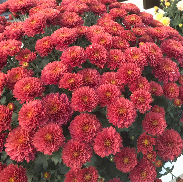 Flamingo Cranberry Red Potted Garden Mum