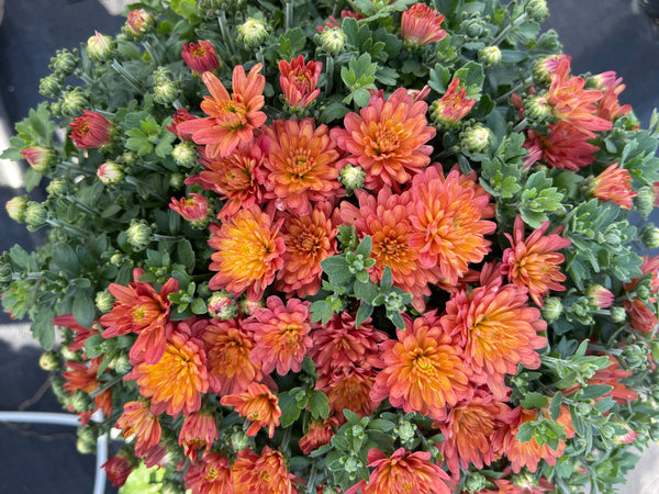 Jacqueline Orange Fusion Potted Garden Mum