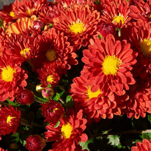 Igloo Hardy Mum - Firedance Red