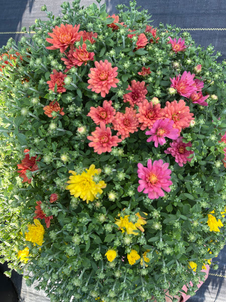 Indian Summer Mumbo Trio Potted Garden Mum