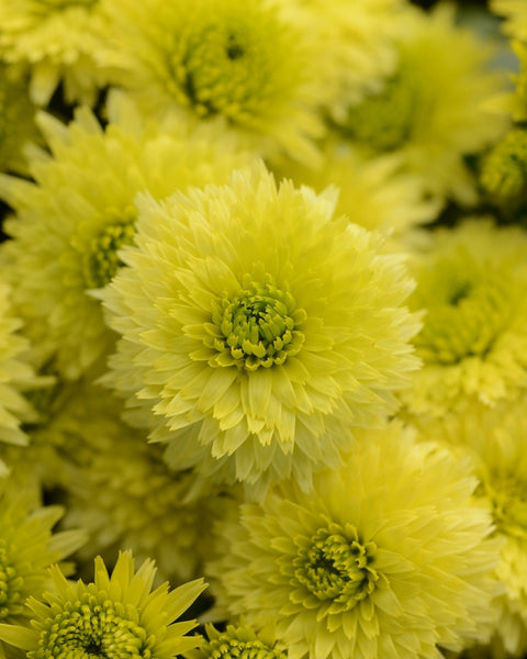 Key Lime Potted Garden Mum