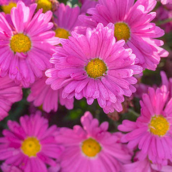 Hardy Mums/Perennials (Zone 5)