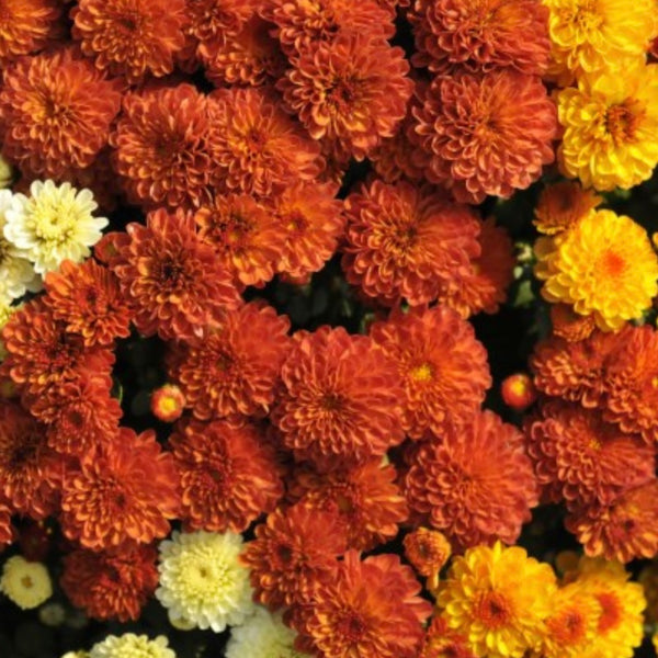 Gigi Candy Corn Mumbo Trio Potted Garden Mum