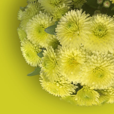 Key Lime Potted Garden Mum