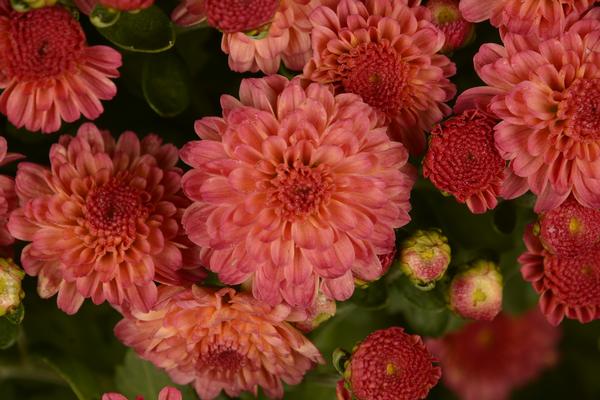 Gigi Coral Garden Mum