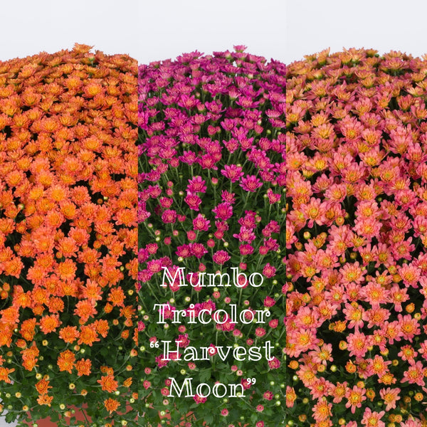 Harvest Moon Mumbo Trio Potted Garden Mum