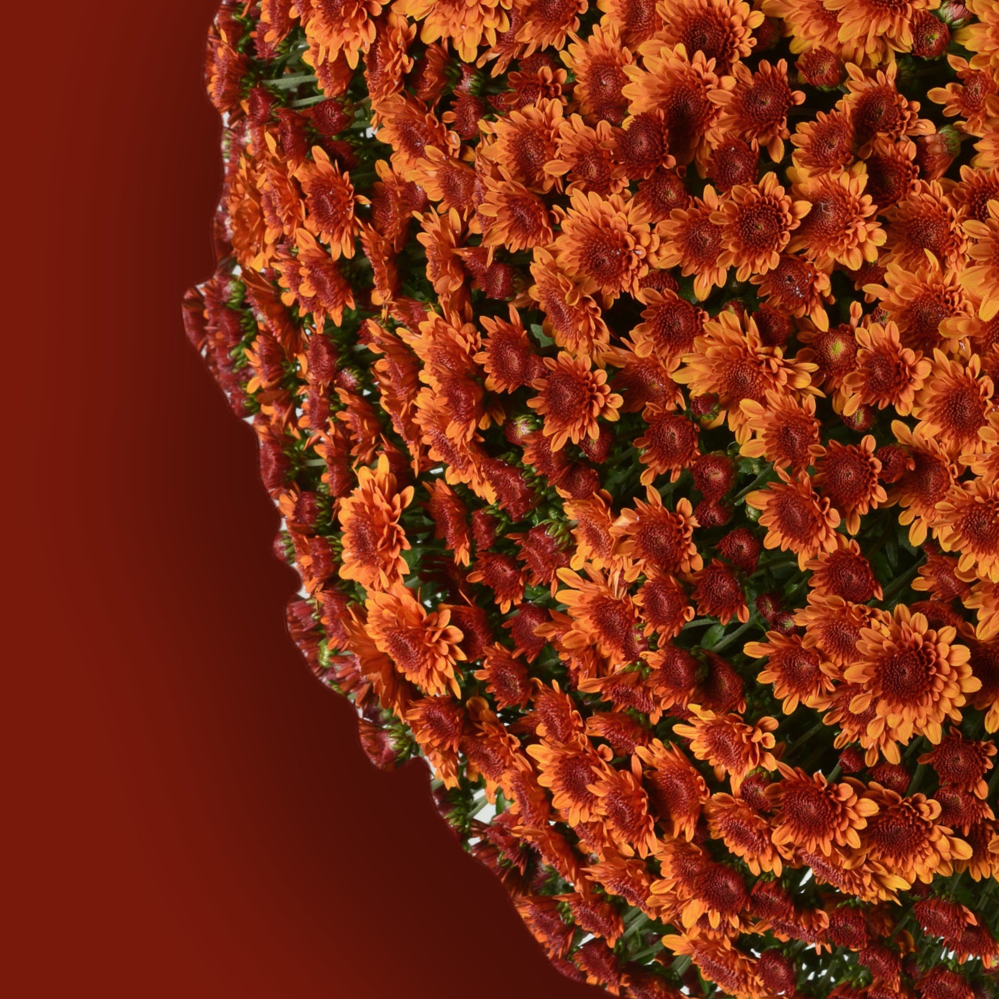 Copper Coin Bronze Potted Garden Mum Flourish Farmette