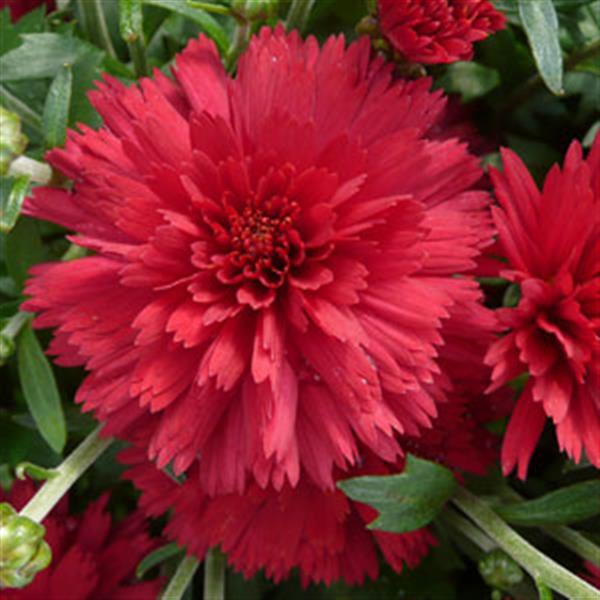 Flamingo Cranberry Red Potted Garden Mum