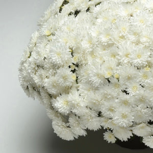 Bridal White Potted Mum