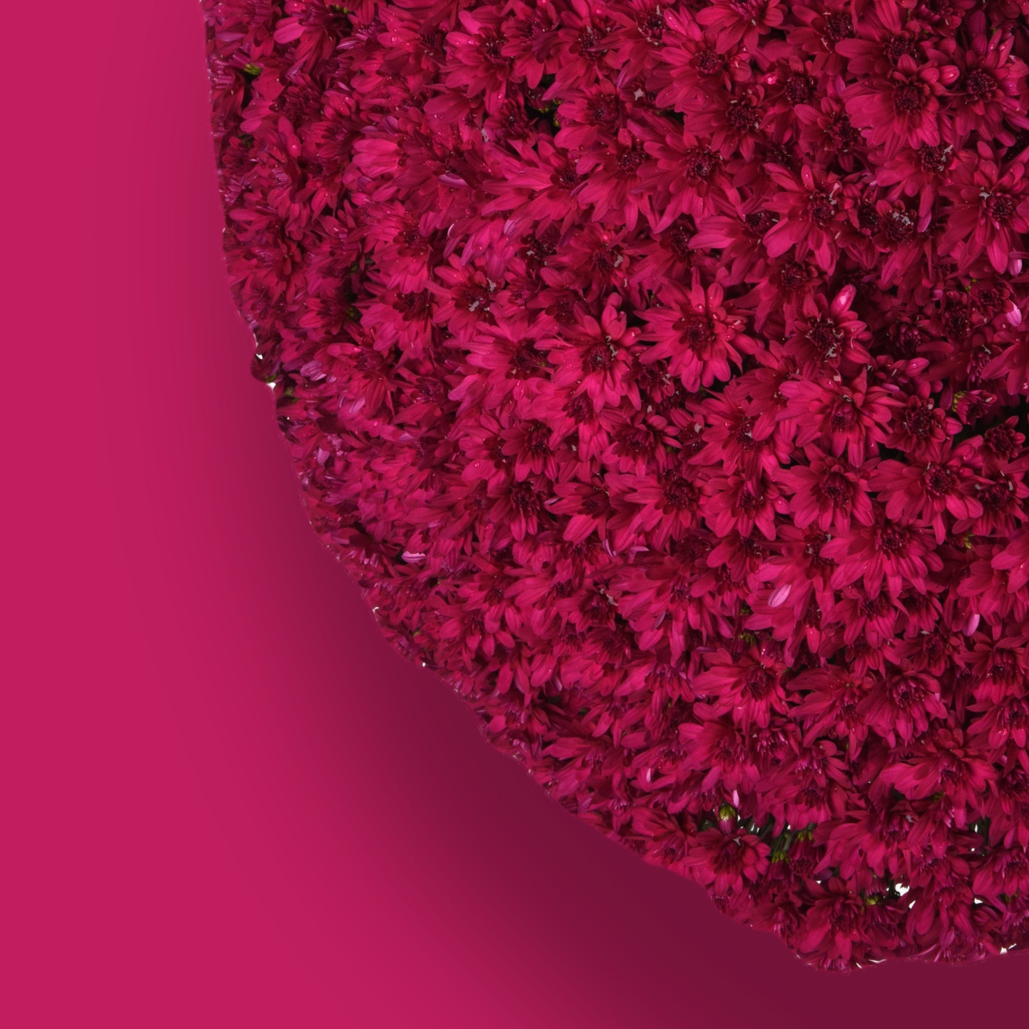 Grapeberry Neon Purple Garden Mum