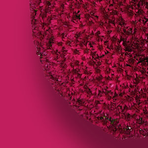 Grapeberry Neon Purple Garden Mum