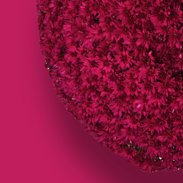 Grapeberry Neon Purple Garden Mum
