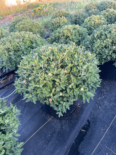 Fonti Coral Potted Garden Mum