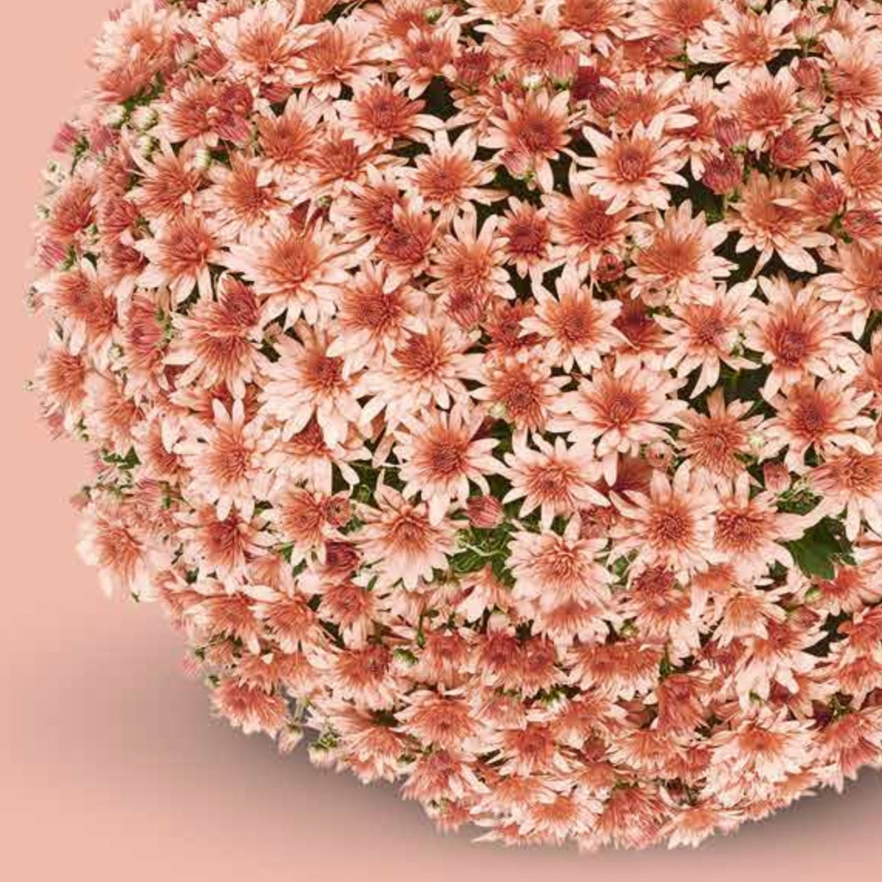 Fonti Coral Potted Garden Mum