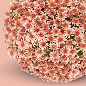 Fonti Coral Potted Garden Mum