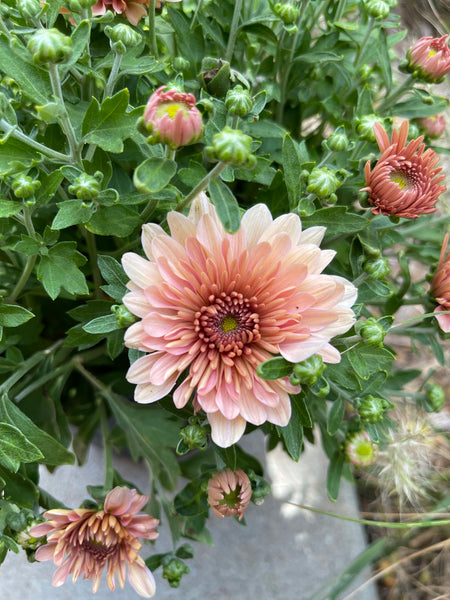 Fonti Coral Potted Garden Mum