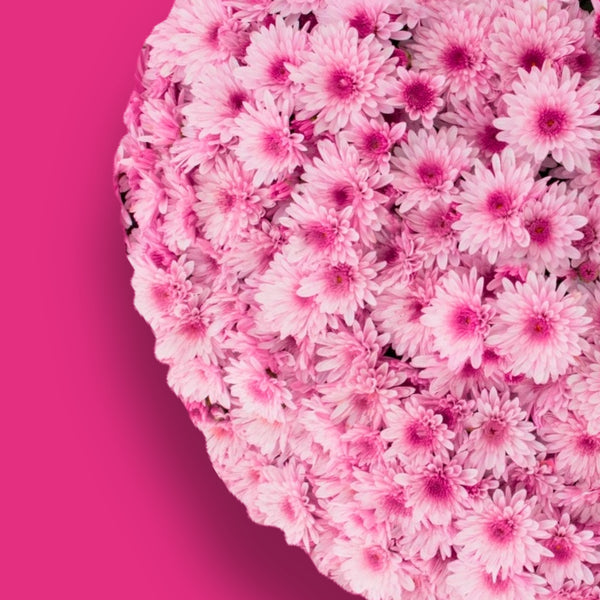 Lively Bicolor Pink Potted Garden Mum